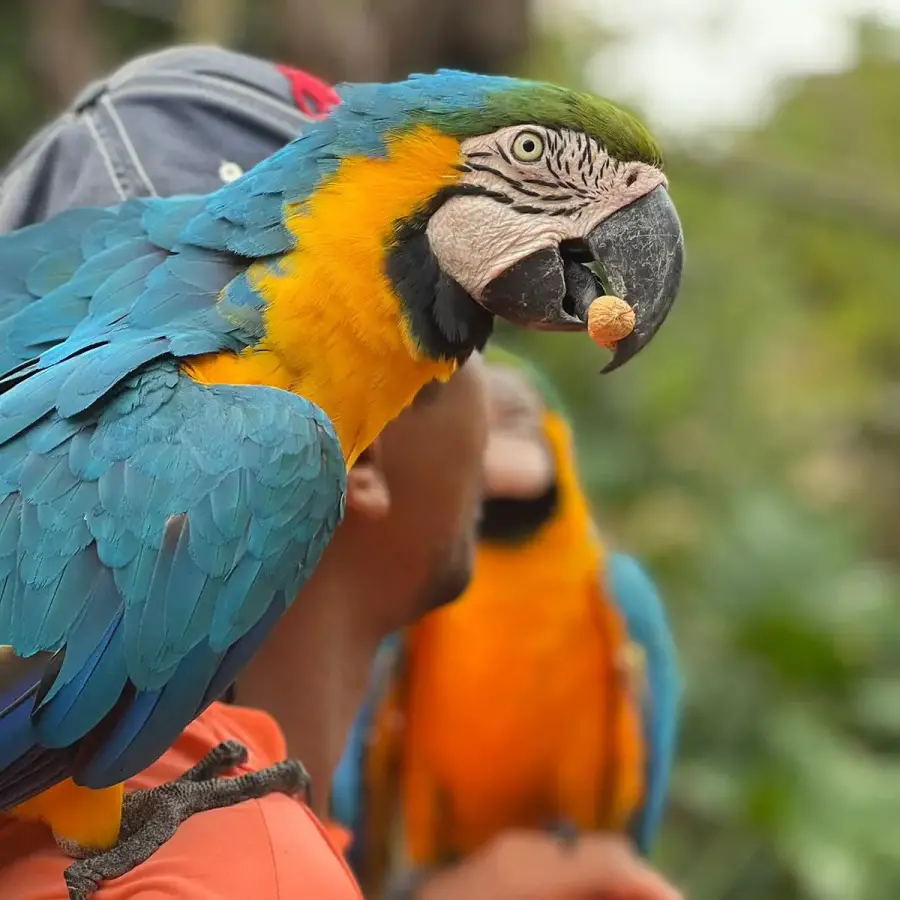 Zoológico e Fazendinha atração para família no Thermas dos Laranjais