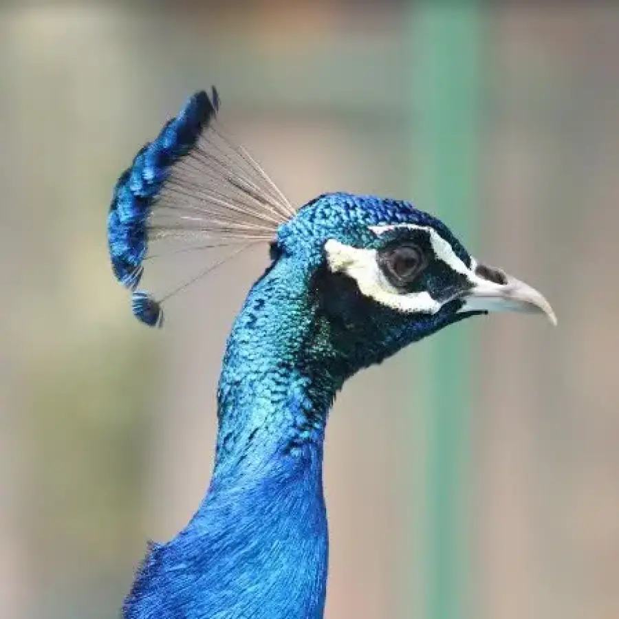 Zoológico e Fazendinha atração para família no Thermas dos Laranjais